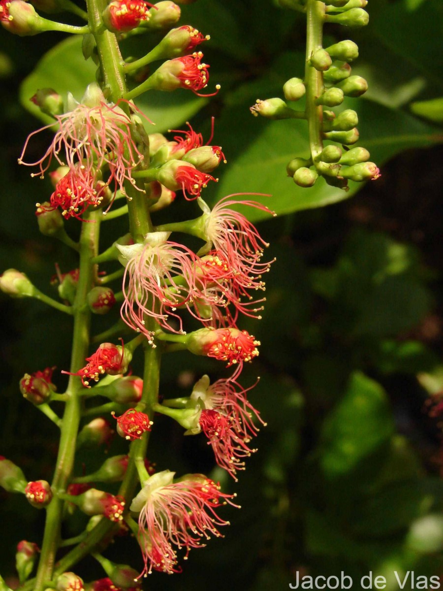 Barringtonia acutangula (L.) Gaertn.